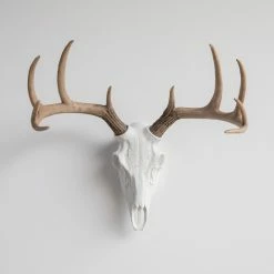 Brand new 🎉 Near And Deer Deer Skull Wall Mount, White And Natural ⭐