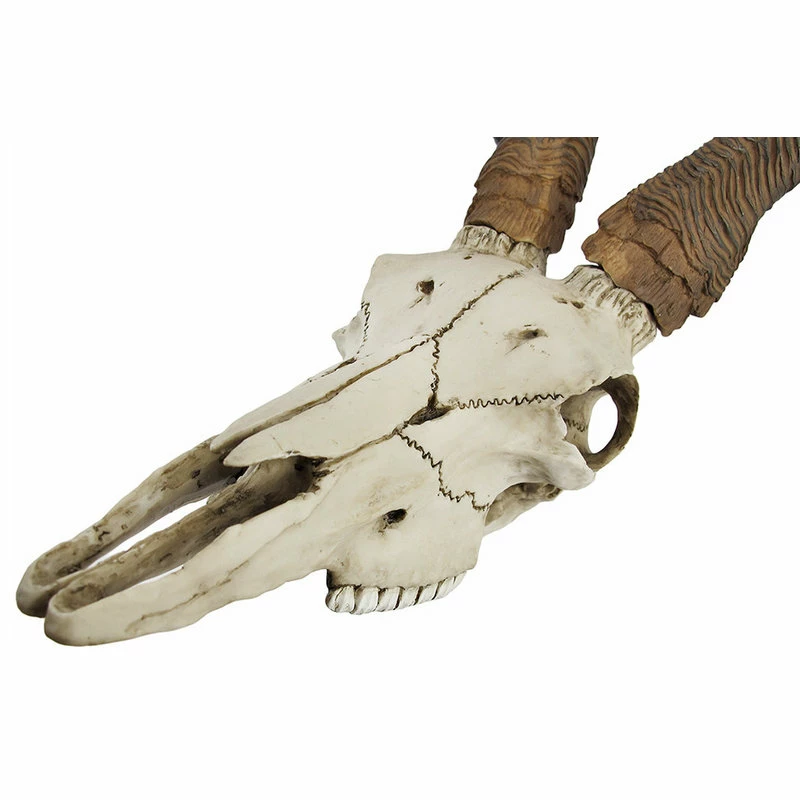 Hot Sale ๐งจ Veronese Design African Kudu Antelope Skull Wall Hanging Cool Twisted Horns ๐คฉ - Image 2