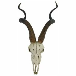 Hot Sale 🧨 Veronese Design African Kudu Antelope Skull Wall Hanging Cool Twisted Horns 🤩