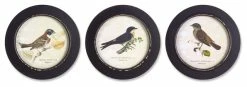 Best Sale ⌛ Melrose International LLC Framed Bird Print (Set Of 3) 9.5"D MDF ✔️